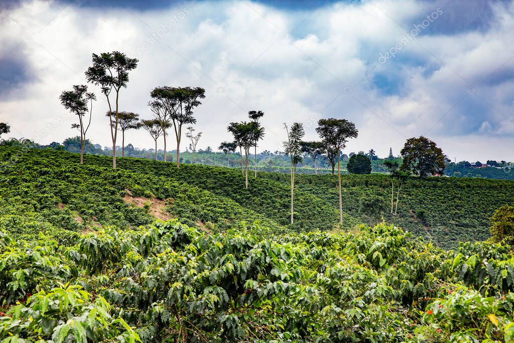 Coffee plantation in Colombia, South America