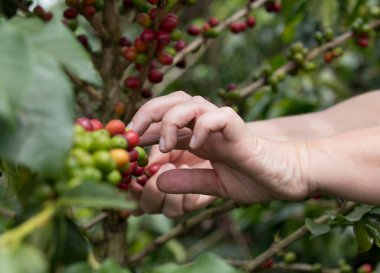 İnsan eli kahve hasat ediyor. 
