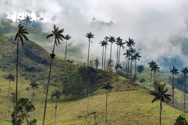 And Dağları, Kolombiya 'da yağmur mevsiminde Cocora Vadisi
