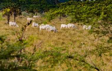 Kolombiya, Cartagena yakınlarındaki Cienaga del Totumo 'da inekler otlar.
