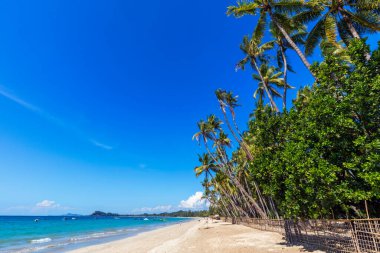 Palmiye ağaçları ve mavi gökyüzü olan tropik plaj