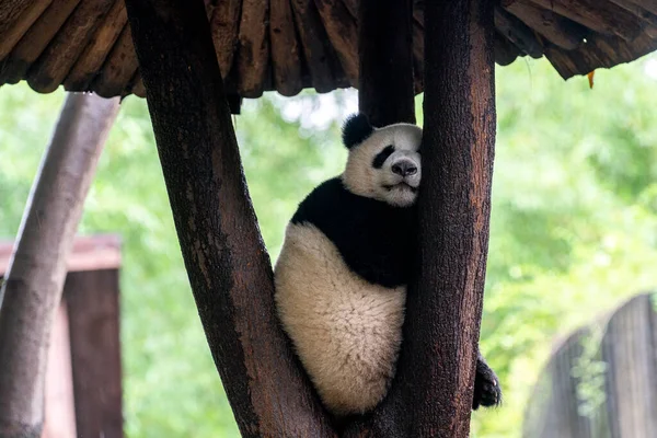 Riesenpanda Auf Baum Zoo — Stockfoto