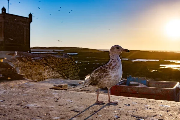 Gaviota Puerto Essaouria Marruecos — Foto de Stock