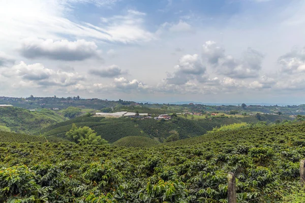 Plantation Café Colombie Pendant Saison Des Pluies — Photo