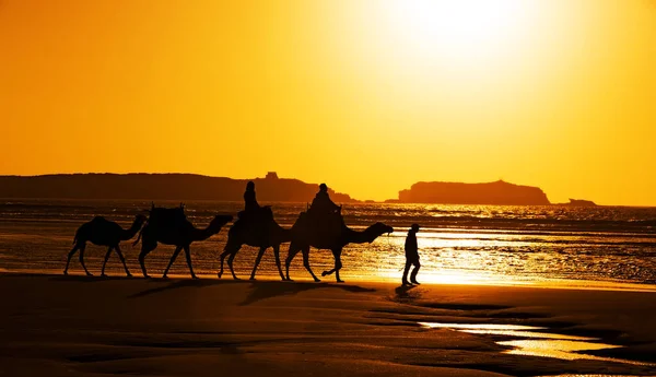 Sunset Sahara Desert — Stock Photo, Image