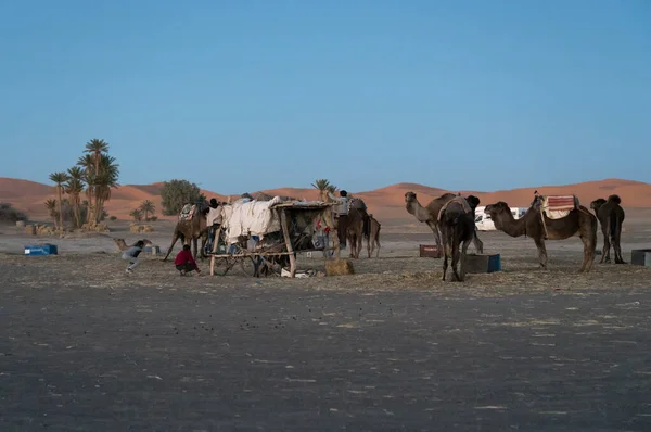 Kamelen Woestijn — Stockfoto
