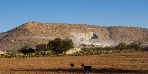 Srail Deki Negev Çölü Manzarası — Stok fotoğraf