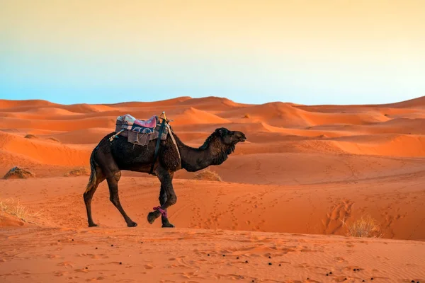 Kameler Saharaöknen Vid Solnedgången Nära Byn Merzouga — Stockfoto