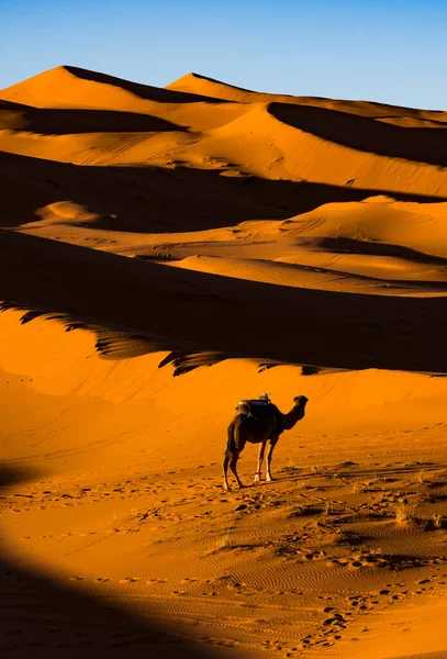 Cammelli Nel Deserto Del Sahara Tramonto Vicino Villaggio Merzouga — Foto Stock