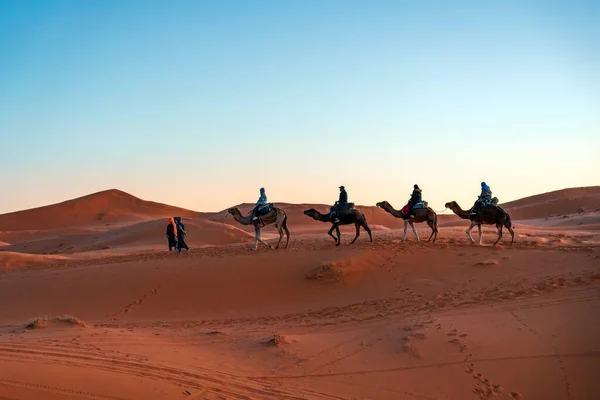 Merzouga Μαρόκο Δεκεμβρίου 2017 Καμήλες Στην Έρημο Σαχάρα Κοντά Στο — Φωτογραφία Αρχείου