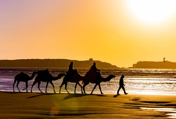 People Walking Camels Beach Sunset — Stock Photo, Image