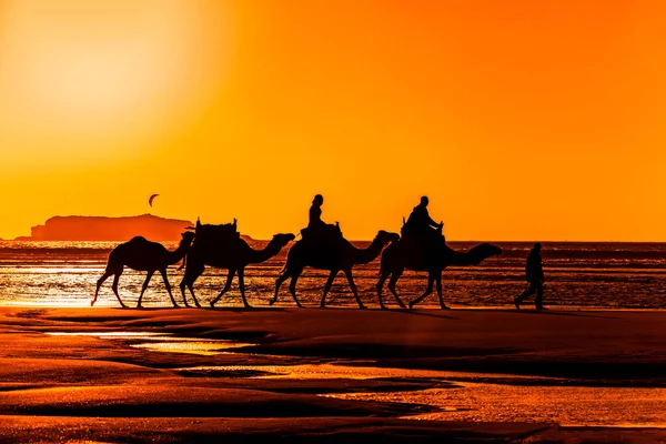 Silhouette Camel Desert — Stock Photo, Image