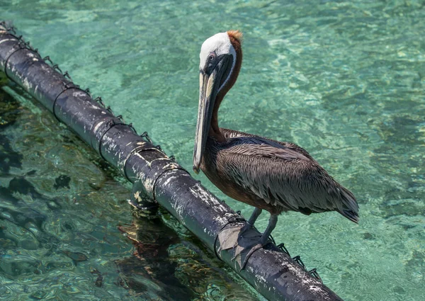 Dziki Pelikan Wyspie Rosario Niedaleko Cartagena Kolumbia — Zdjęcie stockowe