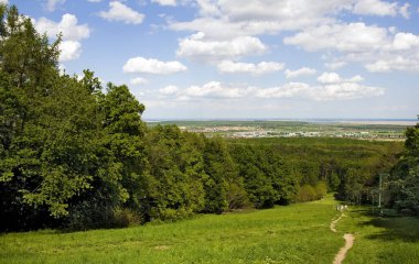 Yeşil ormanın ve uzaktaki ağaçların manzarası