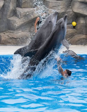 Yunus balığı yunus havuzunda yüzüyor.