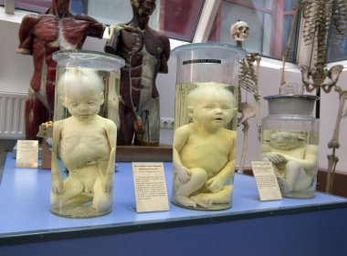 BUDAPEST, HUNGARY - 25 Mayıs 2011: Bilim Fakültesi binasındaki biyoloji müzesi. Eotvos Lorand Üniversitesi (ELTE) Macaristan 'ın en büyük ve en eski üniversitesidir..