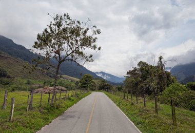 Kolombiya 'daki Cocora Vadisi