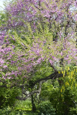 Bahçedeki güzel pembe çiçekler