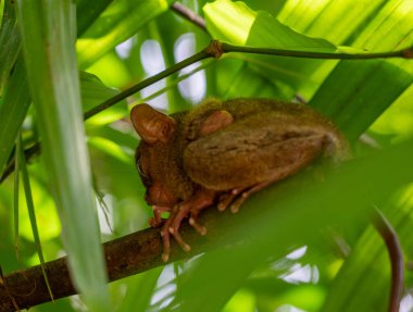 Ormandaki ağaç dalında egzotik bir hayvan