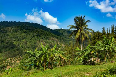 Palmiye ağaçları ve mavi gökyüzü ile tropikal manzara