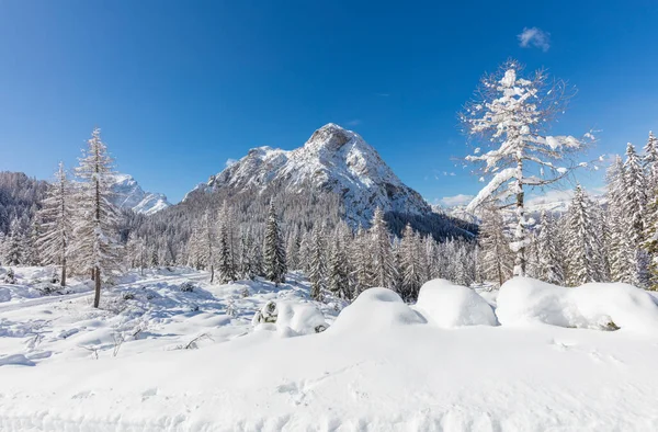 Paysage Hivernal Avec Arbres Enneigés — Photo