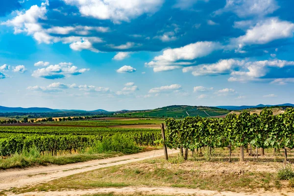 Rangées Vignes Dans Région Tokaj Hongrie — Photo