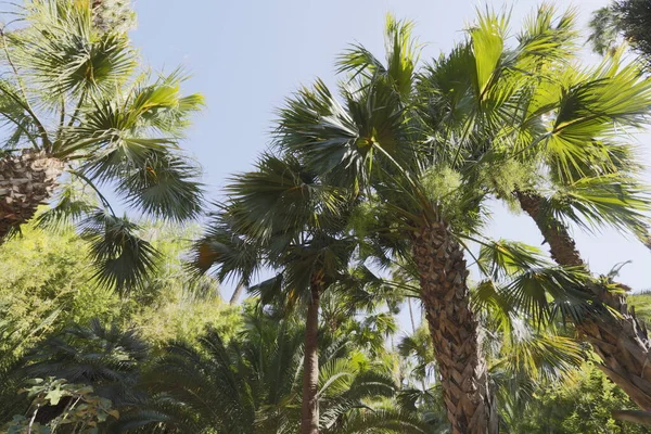 Palm Probeert Het Strand — Stockfoto