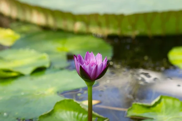 Hermosa Flor Loto Estanque —  Fotos de Stock