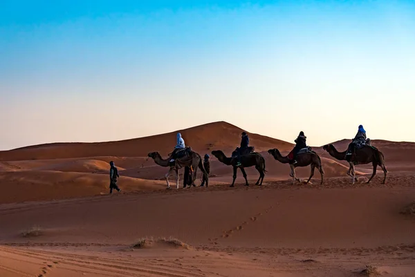 Merzouga Marruecos Diciembre 2017 Camellos Desierto Del Sahara Cerca Del — Foto de Stock