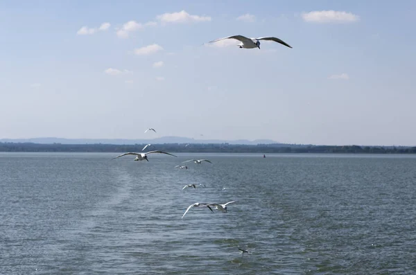 Gaviotas Volando Cielo — Foto de Stock