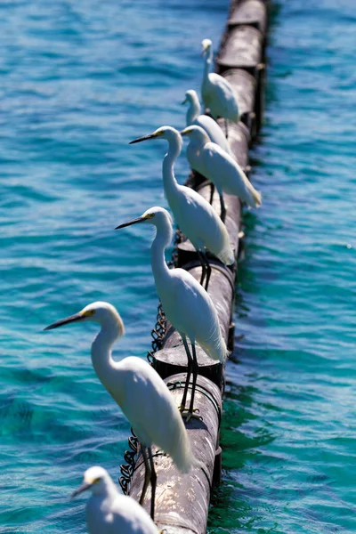 White Birds Sitting Tube Sea — Stock Photo, Image