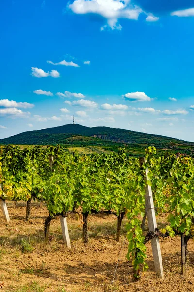 Vineyards Tokaj Region Hungary — Stock Photo, Image