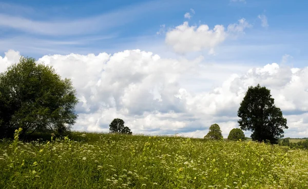 Campo Verde Céu Azul — Fotografia de Stock