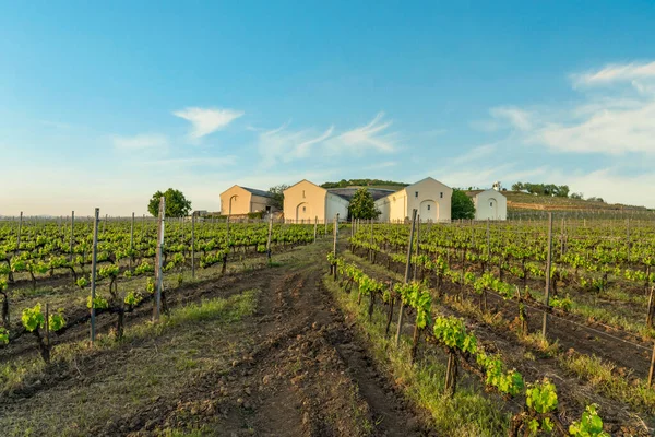 Vineyard Countryside — Stock Photo, Image