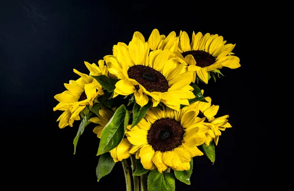 yellow and black sunflowers on a dark background