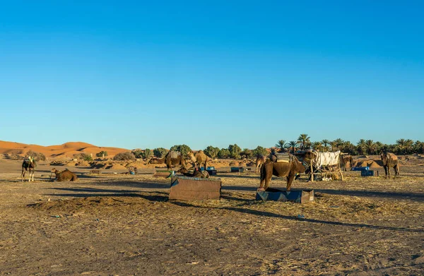 Καμήλες Στην Έρημο — Φωτογραφία Αρχείου