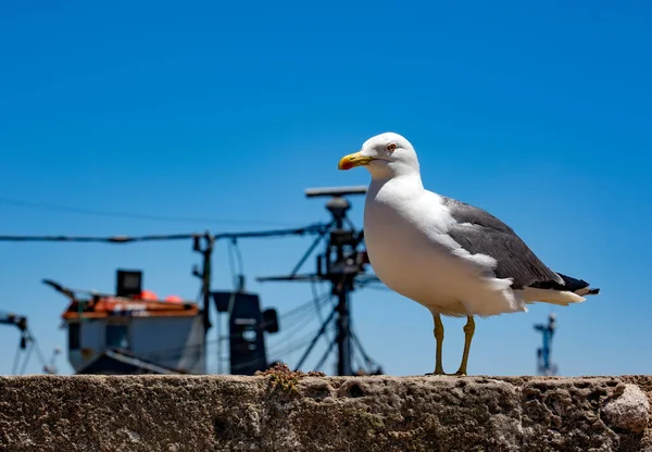 Seagull Pier Mediterranean Sea — Stock Photo, Image