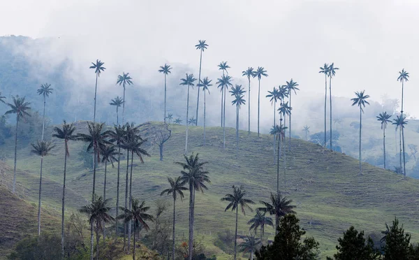 Valle Del Cocora Estación Húmeda Montaña Los Andes Colombia — Foto de Stock