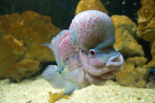 Close Tropical Fish — Stock Photo, Image