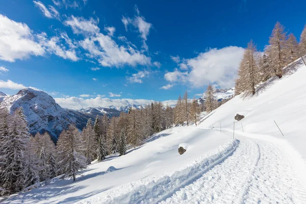 Paysage Hivernal Avec Arbres Enneigés — Photo