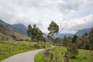 Kolombiya 'daki Cocora Vadisi