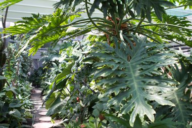 Botanik bahçesinde yeşil bitkiler