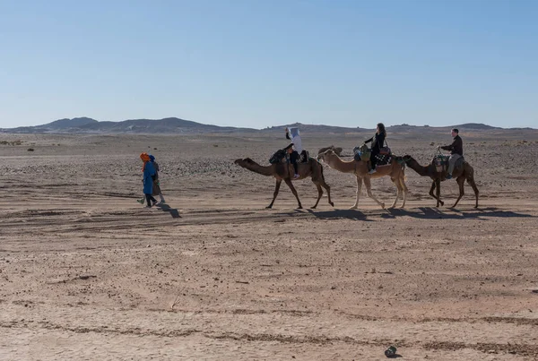 Camellos Desierto — Foto de Stock