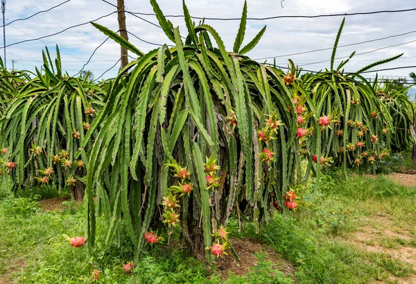 Plantas Frutales Dragón Vietnam —  Fotos de Stock