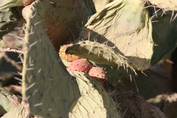 Cactus Desierto —  Fotos de Stock