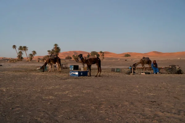 Camellos Desierto — Foto de Stock