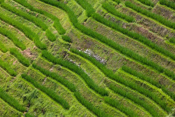 terraced rice fields in the valley