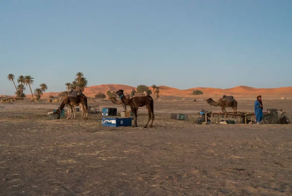 Camellos Desierto — Foto de Stock