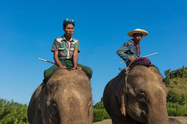 People Riding Elephants Myanmar — Stock Photo, Image