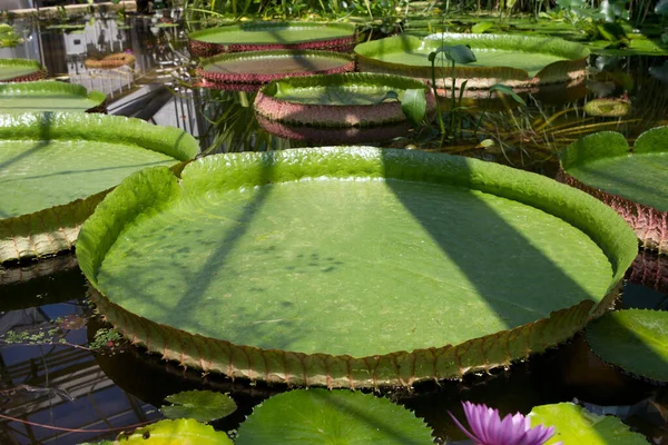 Fleur Lotus Dans Étang Dans Jardin Botanique — Photo